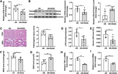 Dexmedetomidine Attenuates Ferroptosis-Mediated Renal Ischemia/Reperfusion Injury and Inflammation by Inhibiting ACSL4 via α2-AR